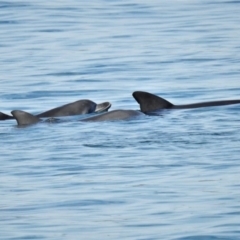 Tursiops truncatus (Bottlenose Dolphin) at Batemans Marine Park - 19 Jun 2020 by JohnBundock