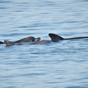 Tursiops truncatus at Batemans Marine Park - 19 Jun 2020 11:47 AM