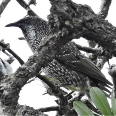 Anthochaera chrysoptera (Little Wattlebird) at South Durras, NSW - 17 Jun 2020 by JohnBundock