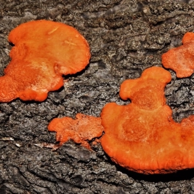 Trametes coccinea (Scarlet Bracket) at South Durras, NSW - 18 Jun 2020 by JohnBundock