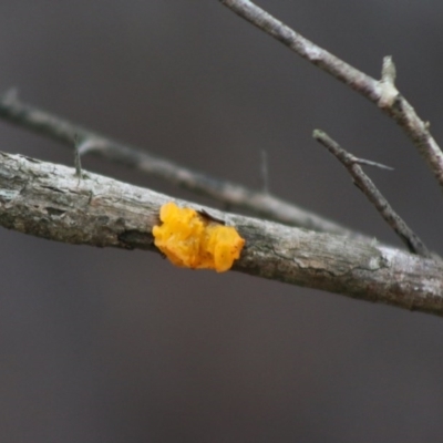 Tremella mesenterica (Witch's Butter or Yellow Brain) at QPRC LGA - 21 Jun 2020 by LisaH