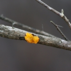 Tremella mesenterica (Witch's Butter or Yellow Brain) at Mongarlowe, NSW - 21 Jun 2020 by LisaH