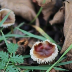 zz agaric (stem; gills white/cream) at Mongarlowe River - 21 Jun 2020 by LisaH