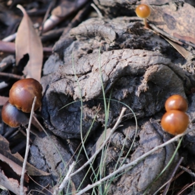 Unidentified Cup or disk - with no 'eggs' at Mongarlowe, NSW - 21 Jun 2020 by LisaH
