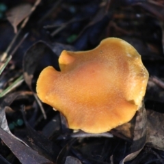 Unidentified Cup or disk - with no 'eggs' at Mongarlowe, NSW - 21 Jun 2020 by LisaH