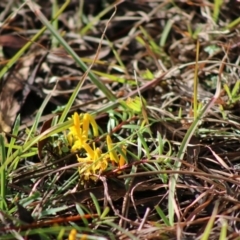 Persoonia chamaepeuce (Dwarf Geebung) at Mongarlowe, NSW - 21 Jun 2020 by LisaH