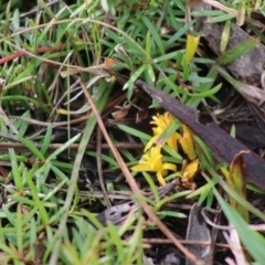 Persoonia chamaepeuce at Mongarlowe, NSW - 21 Jun 2020