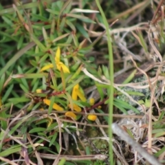 Persoonia chamaepeuce at Mongarlowe, NSW - 21 Jun 2020