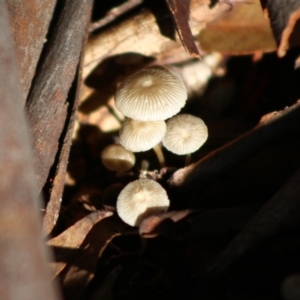 zz agaric (stem; gill colour unknown) at Mongarlowe, NSW - 21 Jun 2020