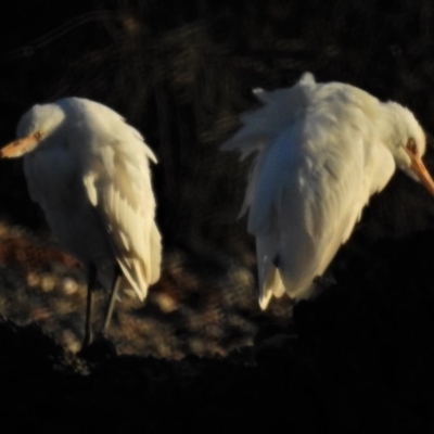 Bubulcus coromandus (Eastern Cattle Egret) at Batemans Marine Park - 19 Jun 2020 by JohnBundock