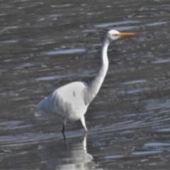 Ardea alba (Great Egret) at Batemans Marine Park - 19 Jun 2020 by JohnBundock