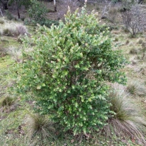 Eucalyptus crenulata at QPRC LGA - 21 Jun 2020