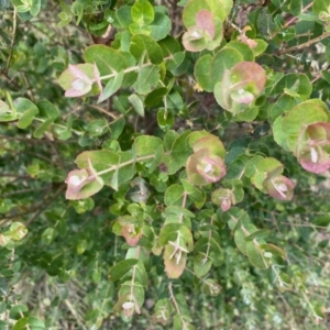 Eucalyptus crenulata at QPRC LGA - 21 Jun 2020 02:04 PM