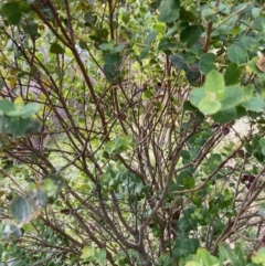 Eucalyptus crenulata at QPRC LGA - 21 Jun 2020