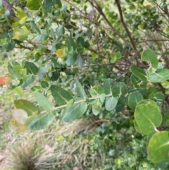 Eucalyptus crenulata at QPRC LGA - 21 Jun 2020 02:04 PM