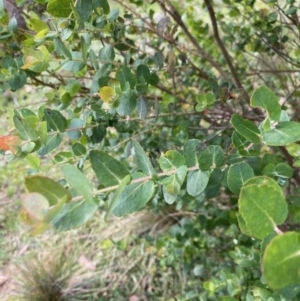 Eucalyptus crenulata at Mongarlowe, NSW - 21 Jun 2020