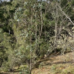 Eucalyptus crenulata (Buxton Gum) at Mongarlowe River - 21 Jun 2020 by LisaH