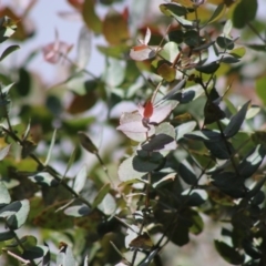 Eucalyptus crenulata at suppressed - 21 Jun 2020