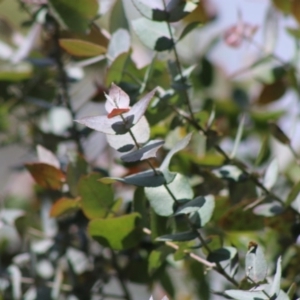 Eucalyptus crenulata at Mongarlowe, NSW - 21 Jun 2020