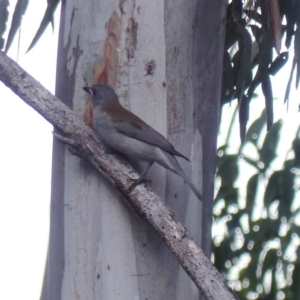 Colluricincla harmonica at Black Range, NSW - 21 Jun 2020 02:16 PM