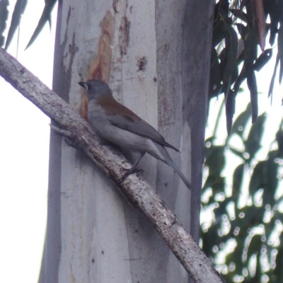 Colluricincla harmonica (Grey Shrikethrush) at Black Range, NSW - 21 Jun 2020 by MatthewHiggins