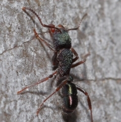 Rhytidoponera metallica at Hackett, ACT - 9 Jun 2020