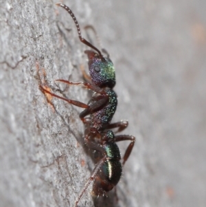 Rhytidoponera metallica at Hackett, ACT - 9 Jun 2020 11:26 AM