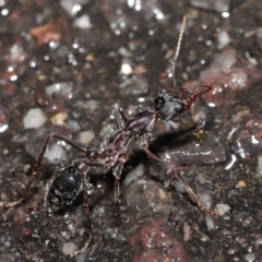 Myrmecia pyriformis (A Bull ant) at Acton, ACT - 21 Jun 2020 by TimL