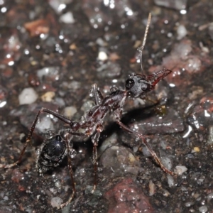 Myrmecia pyriformis at Acton, ACT - 21 Jun 2020