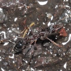 Myrmecia pyriformis at Acton, ACT - 21 Jun 2020