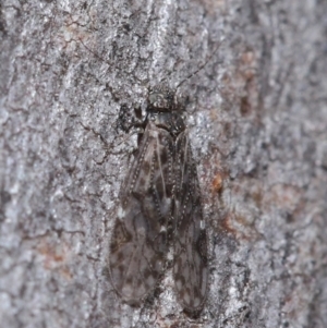 Psocodea 'Psocoptera' sp. (order) at Hackett, ACT - 9 Jun 2020