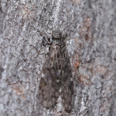 Psocodea 'Psocoptera' sp. (order) (Unidentified plant louse) at ANBG - 9 Jun 2020 by TimL