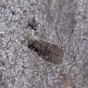 Psocodea 'Psocoptera' sp. (order) at Hackett, ACT - 9 Jun 2020