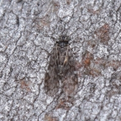 Psocodea 'Psocoptera' sp. (order) at Hackett, ACT - 9 Jun 2020 12:07 PM