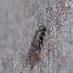 Psocodea 'Psocoptera' sp. (order) at Hackett, ACT - 9 Jun 2020 12:07 PM