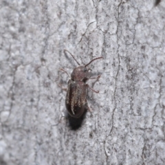 Ptinidae (family) (Ptinid beetle) at Acton, ACT - 9 Jun 2020 by TimL