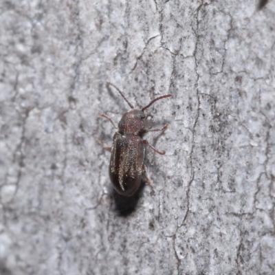 Ptinidae sp. (family) (Ptinid beetle) at ANBG - 9 Jun 2020 by TimL