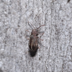 Ptinidae sp. (family) at Acton, ACT - 9 Jun 2020