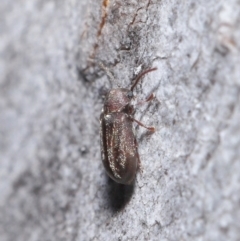 Ptinidae sp. (family) at Acton, ACT - 9 Jun 2020