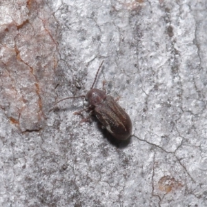 Ptinidae sp. (family) at Acton, ACT - 9 Jun 2020