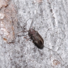 Ptinidae sp. (family) at Acton, ACT - 9 Jun 2020