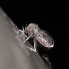 Psychodidae sp. (family) (Moth Fly, Drain Fly) at ANBG - 9 Jun 2020 by TimL