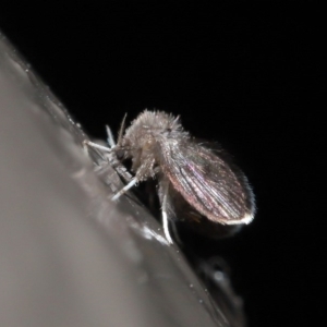 Psychodidae sp. (family) at Acton, ACT - 9 Jun 2020 12:36 PM