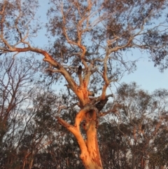 Eucalyptus mannifera (Brittle Gum) at Stirling Park - 29 Feb 2020 by michaelb
