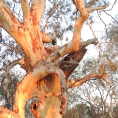 Eucalyptus mannifera at Yarralumla, ACT - 29 Feb 2020
