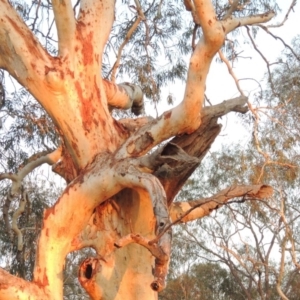 Eucalyptus mannifera at Stirling Park - 29 Feb 2020 08:45 PM