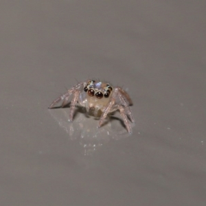 Prostheclina sp (genus) at Acton, ACT - 14 Jun 2020 12:26 PM