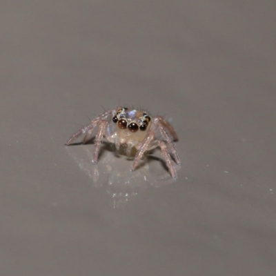 Prostheclina sp (genus) (A jumping spider) at ANBG - 14 Jun 2020 by TimL