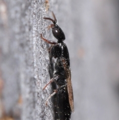 Bethylidae (family) (Bethylid wasp) at ANBG - 9 Jun 2020 by TimL