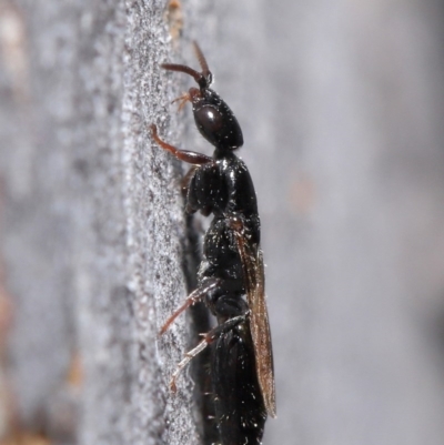 Bethylidae (family) (Bethylid wasp) at Hackett, ACT - 9 Jun 2020 by TimL
